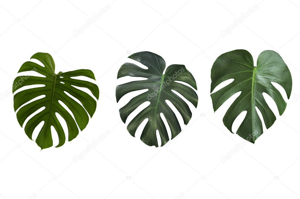 Set of tropical Monstera leaves isolated on white background.