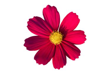 beyaz arkaplanda izole kırmızı çiçek