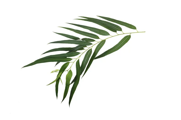 Tropical Eucalyptus Leaves Isolated White Background — Stock Photo, Image