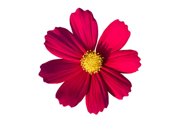 beyaz arkaplanda izole kırmızı çiçek