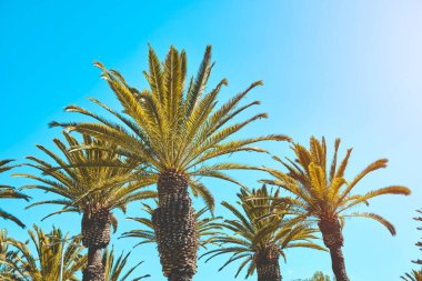 View of palm trees. Palm trees in Yanahuara, Arequipa, Peru, A different angle of a palm tree in the summer