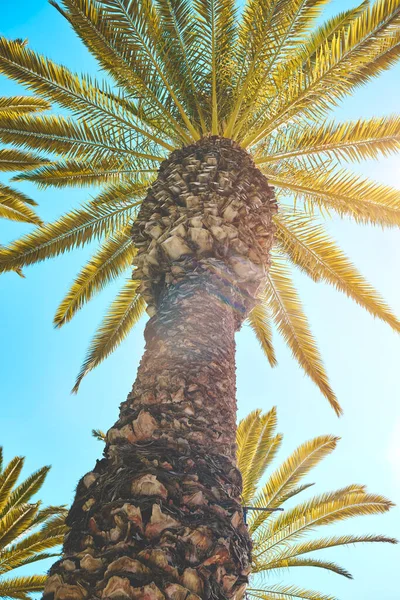 View of palm trees. Palm trees in Yanahuara, Arequipa, Peru, A different angle of a palm tree in the summer