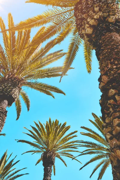 View of palm trees. Palm trees in Yanahuara, Arequipa, Peru, A different angle of a palm tree in the summer