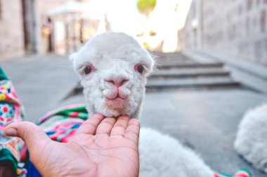 Peruvian Woman in traditional dress with Lama, Portrait of traditional peruvian woman
