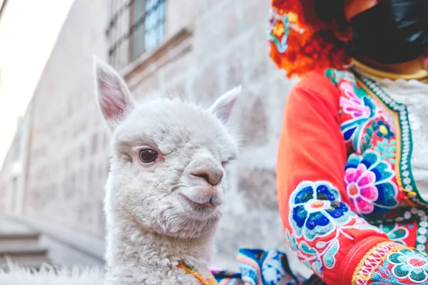 Peruvian Woman in traditional dress with Lama, Portrait of traditional peruvian woman
