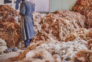 Woman Worker Sorting Brown Fibers in an Alpaca Wool Manufacturing Facility, production of ancient fabrics with alpaca wool.