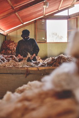 Woman Worker Sorting Brown Fibers in an Alpaca Wool Manufacturing Facility, production of ancient fabrics with alpaca wool.