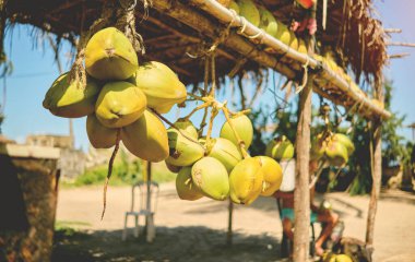 Old man selling coconut at the coconut farm on the way to Tucacas. Falcon - Venezuela.