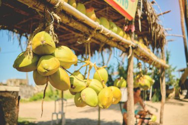 Old man selling coconut at the coconut farm on the way to Tucacas. Falcon - Venezuela.