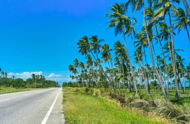 Beautiful Caribbean road with palm trees along the coast of Venezuela, road happy tucacas, Aerial view