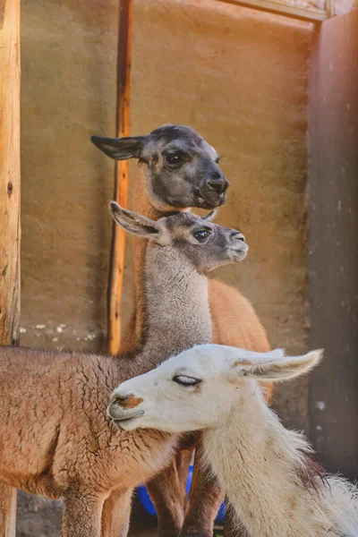 Alpaca portrait. Alpaca farm, production of animal wool.