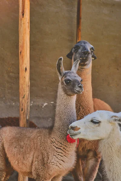 Alpaca portrait. Alpaca farm, production of animal wool.