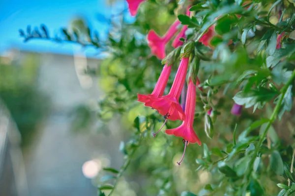 Национальный Цветок Перу Cantua Buxifolia Священный Цветок Анд Перу Ярко — стоковое фото