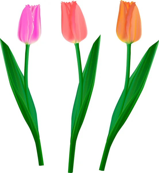 Tulipán külön — Stock Vector