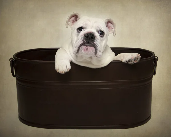 Bulldog cachorro en una bañera — Foto de Stock