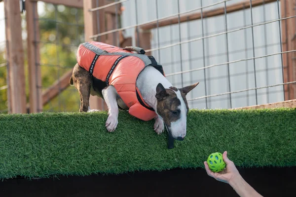 Miniature bull terrier in a swim vest learning to jump off a dock