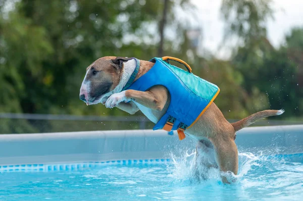 Miniatura Bull Terrier Haciendo Muelle Buceo Una Piscina — Foto de Stock