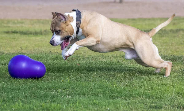 American Staffordshire Terrier Παίζει Στο Πάρκο Και Χτυπάει Παιχνίδι Του — Φωτογραφία Αρχείου