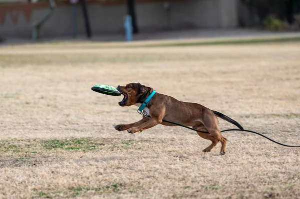 Παίζοντας Δίσκο Στο Πάρκο Καφέ Staffordshire Terrier Για Πιάσει Παιχνίδι — Φωτογραφία Αρχείου