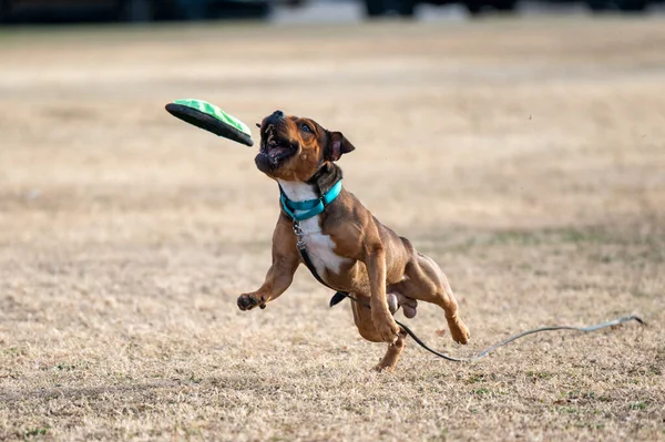 Σκύλος Στο Πάρκο Παίζει Μπάλα Ένα Δίσκο — Φωτογραφία Αρχείου