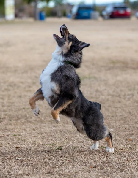 Parkta Disk Çalan Zıplayan Bir Çoban Köpeği — Stok fotoğraf