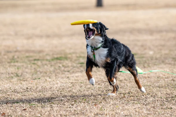 Tri Colorato Pastore Australiano Cattura Disco Giallo Nel Parco — Foto Stock