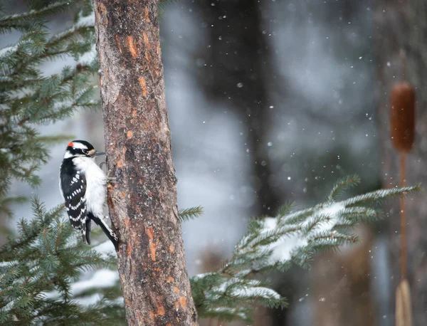 Downy woodpecker in the snow looking for bugs