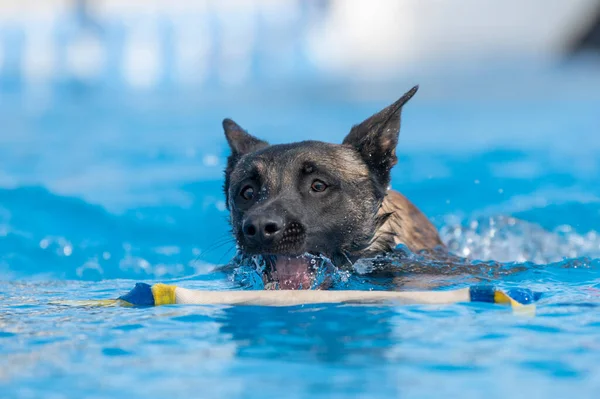 Malinois dog in the pool about to grab a toy while swimming
