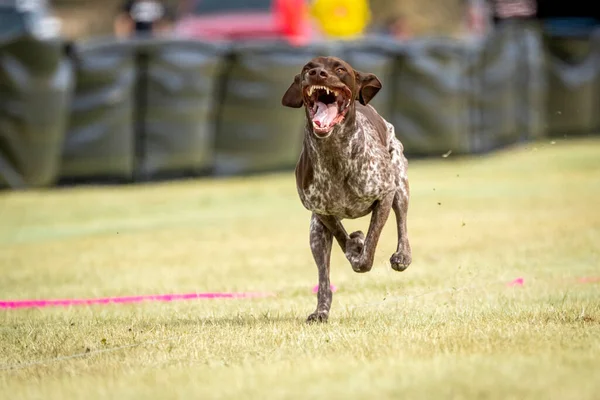 German short hair pointer dog on a lure course during a fast cat event