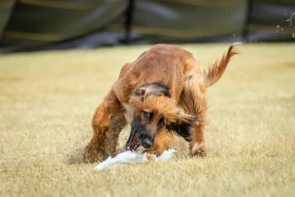 Afgan av köpeği hızlı bir kedi olayı sırasında bir yem yakalıyor.