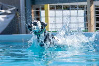 İskeleden atladıktan sonra havuzda yüzen Dalmaçyalı bir köpek.
