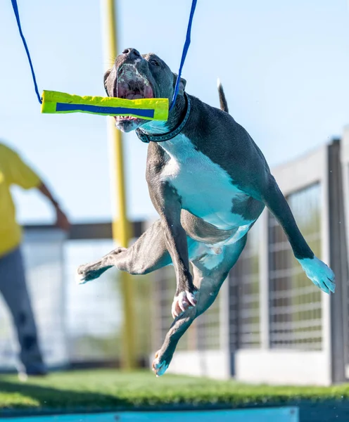 Γκρι American Staffordshire Terrier Σκυλί Έτοιμος Αρπάξει Ένα Παιχνίδι Ενώ — Φωτογραφία Αρχείου