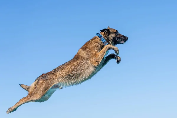 Hund Mot Blå Himmel Etter Hoppet Fra Kai – stockfoto