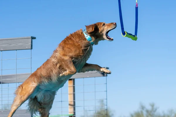 Golden Retriever dog jumping off a dock and about to grab a toy