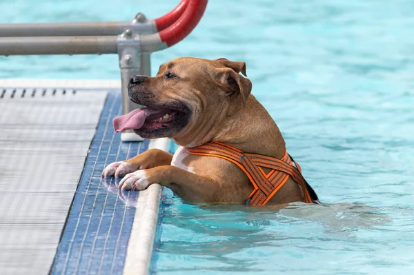 Pitbull Public Swimming Pool Climbing Out Side — Stock Photo, Image