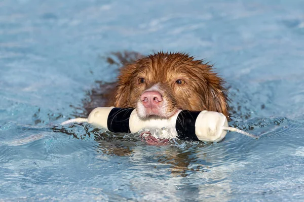 Nova Scotia Toller Perro Con Juguete Parachoques Agua Mientras Nada — Foto de Stock