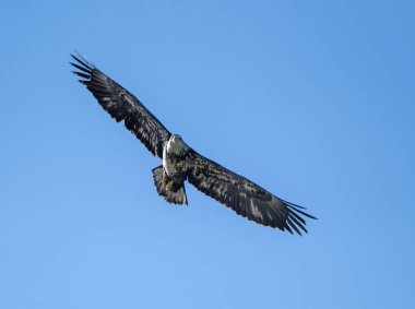 Young bald eagle against a bright blue summer sky