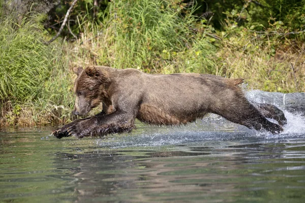 阿拉斯加棕熊把肚子打翻在水里钓鱼 — 图库照片