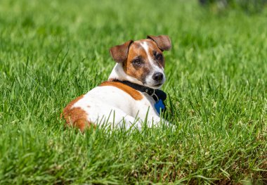 Kırmızı ve beyaz Jack Russell Terrier çimlerin üzerinde duruyor ve dinleniyor.