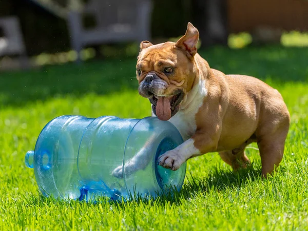 Bulldog Rojo Blanco Jugando Con Una Gran Botella Agua Hierba — Foto de Stock
