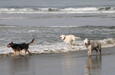 Pasifik Okyanusunda dalgalar arasında koşan üç köpek.
