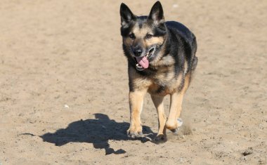 Alman çoban köpeği kumsalda koşuyor.