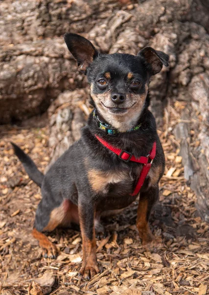 Happy Chihuahua smiling and sitting for a portrait by a tree