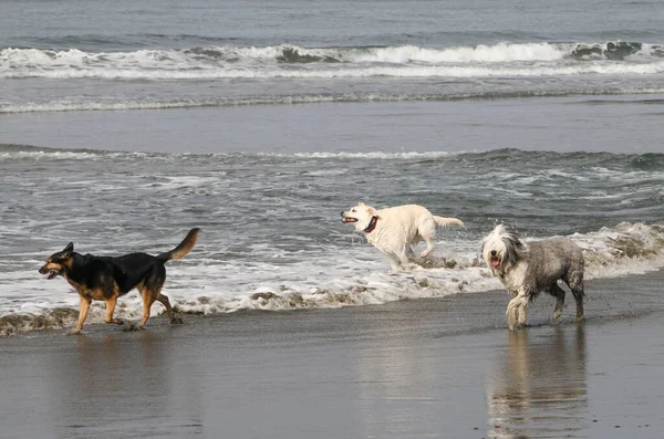 Three dogs at the Pacific Ocean running in the waves