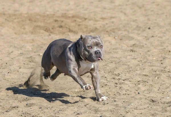 Pitbull Grigio Con Orecchie Ritagliate Lingua Fuori Che Corre Attraverso — Foto Stock