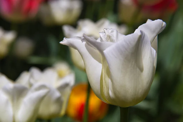 Tulip flower — Stock Photo, Image