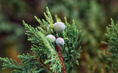 Juniper (Juníperus occidentális)