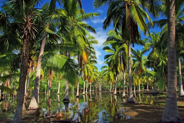 Ferme aux crocodiles à Huatulko — Photo