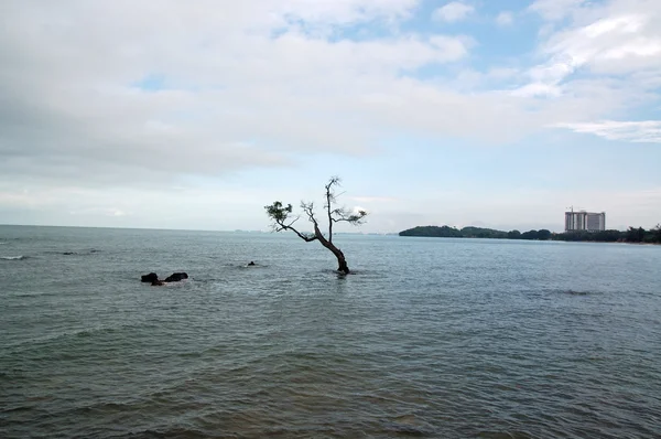 Одинокое дерево в воде — стоковое фото