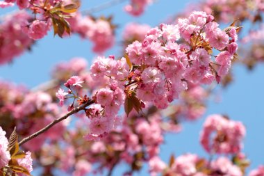 Güzel çiçek açan Japon kirazı Sakura.